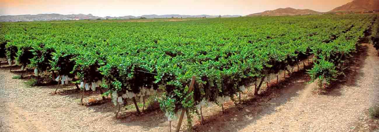 Finca con uva de mesa en el valle del Vinalopó Alicante