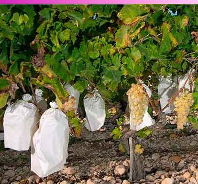 Uvas del valle del Vinalopó para Fin de Año