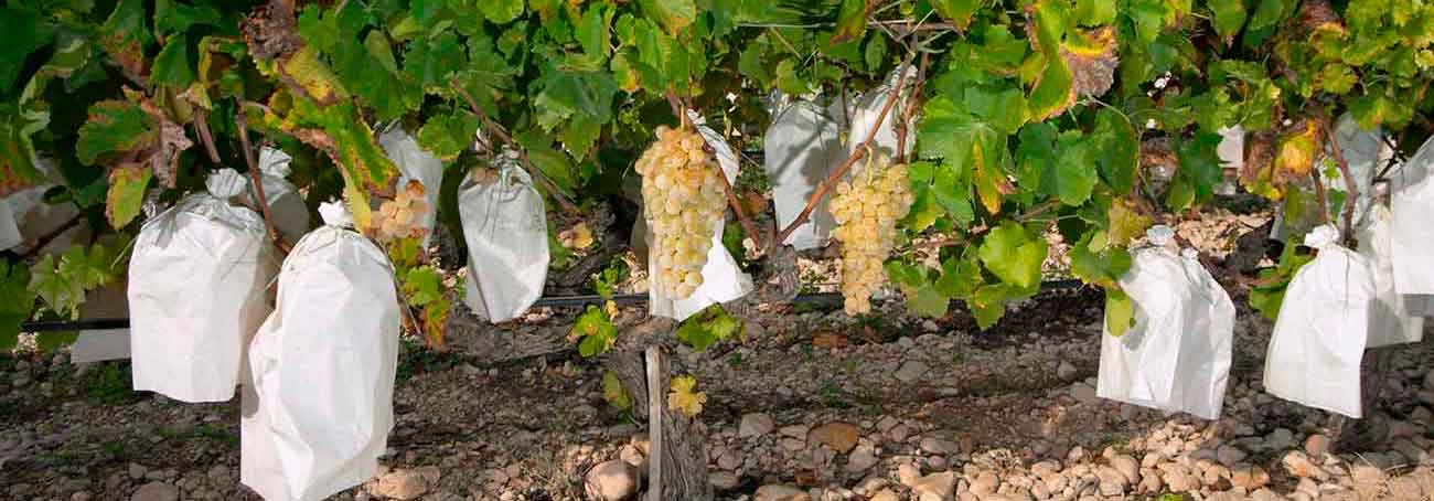 Fin de Año en España: Se toman doce uvas