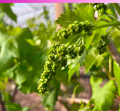 Primeros brotes de uva en Raimsa Grapes